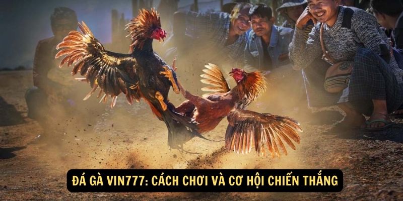 Đá Gà vin777: Cách chơi và cơ hội chiến thắng