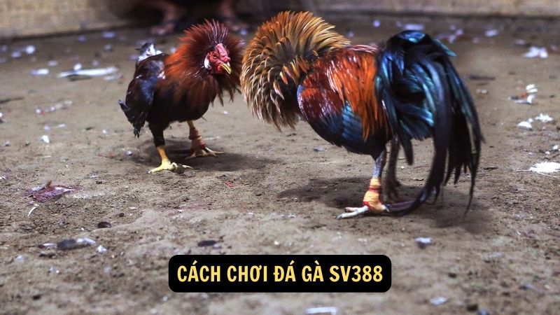 Cách chơi đá gà sv388