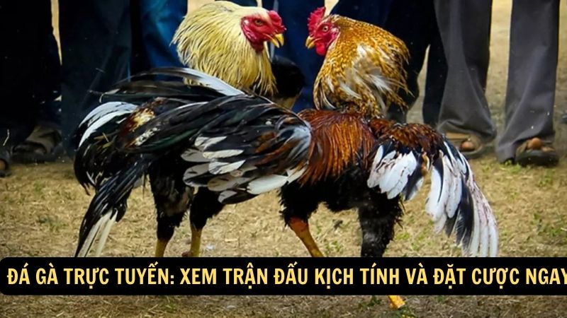 da ga truc tuyen